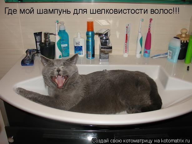 Где мой шампунь для шелковистости волос!!!... Котоматрица: Где мой шампунь для шелковистости волос!!!