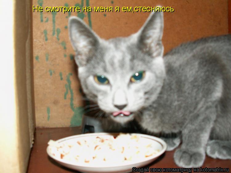 Не смотрите на меня я ем,стесняюсь... Котоматрица: Не смотрите на меня я ем,стесняюсь