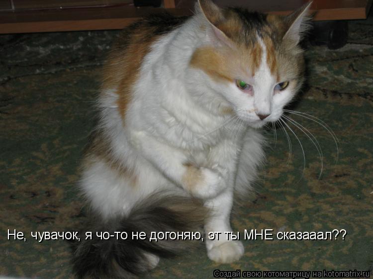 Не, чувачок, я чо-то не догоняю, эт ты МНЕ сказааал??... Котоматрица: Не, чувачок, я чо-то не догоняю, эт ты МНЕ сказааал??