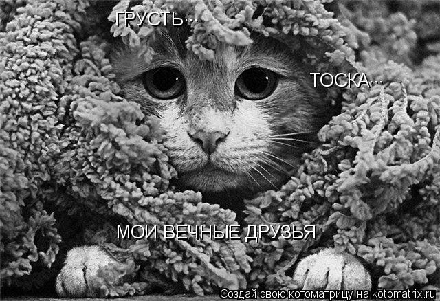 ГРУСТЬ ТОСКА ... ... МОИ ВЕЧНЫЕ ДРУЗЬЯ... Котоматрица: ГРУСТЬ ТОСКА ... ... МОИ ВЕЧНЫЕ ДРУЗЬЯ