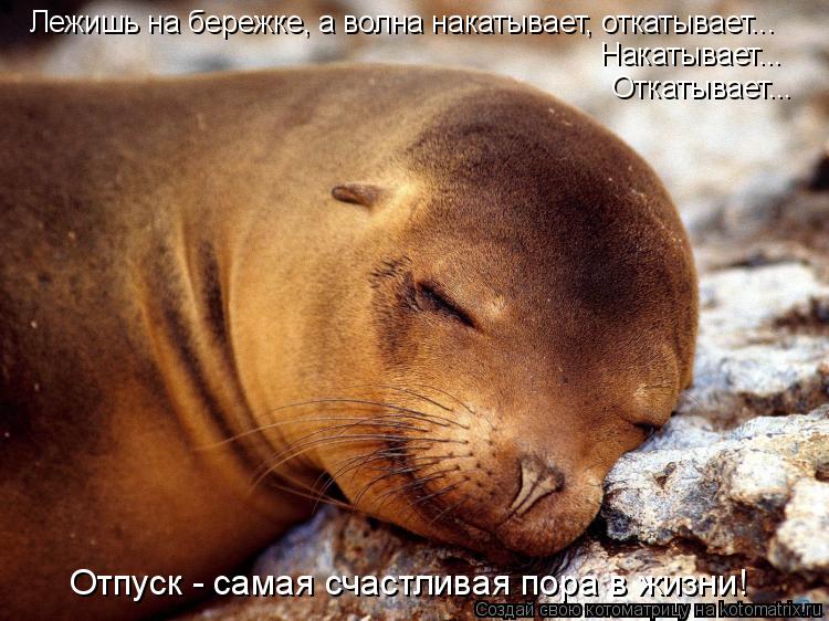 Лежишь на бережке, а волна накатывает, откатывает... Накатывает... Откатывает... Отпуск - самая счаст... Котоматрица: Лежишь на бережке, а волна накатывает, откатывает... Накатывает... Откатывает... Отпуск - самая счастливая пора в жизни!