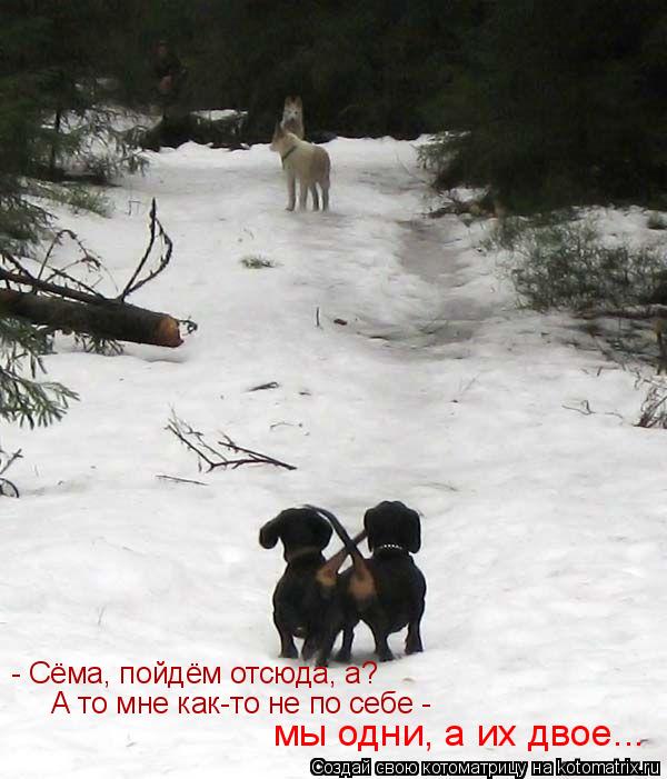 мы одни, а их двое... А то мне как-то не по себе - - Сёма, пойдём отсюда, а?... Котоматрица: мы одни, а их двое... А то мне как-то не по себе - - Сёма, пойдём отсюда, а?