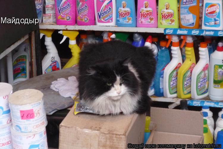 Майдодыр... Котоматрица: Майдодыр