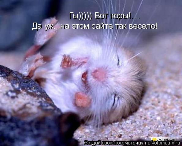 Гы))))) Вот коры!.... Да уж...на этом сайте так весело!... Котоматрица: Гы))))) Вот коры!.... Да уж...на этом сайте так весело!