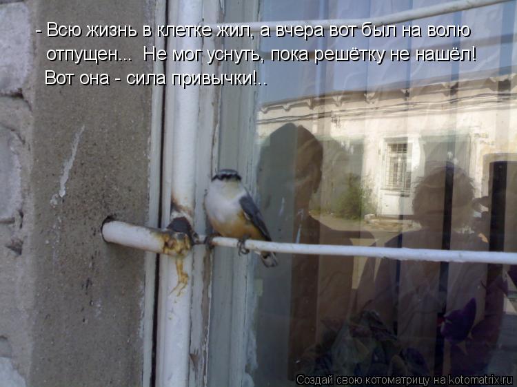 Котоматрица: - Всю жизнь в клетке жил, а вчера вот был на волю отпущен...  Не мог уснуть, пока решётку не нашёл! Вот она - сила привычки!..