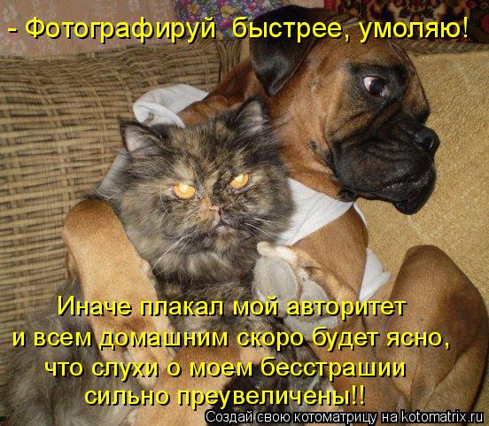 Иначе плакал мой авторитет и всем домашним скоро будет ясно, что слухи о моем бесстрашии сильно п... Котоматрица: Иначе плакал мой авторитет и всем домашним скоро будет ясно, что слухи о моем бесстрашии сильно преувеличены!! - Фотографируй быстрее, ум