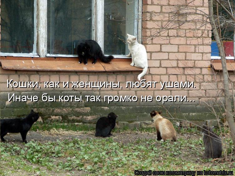 Кошки, как и женщины, любят ушами. Иначе бы коты так громко не орали...... Котоматрица: Кошки, как и женщины, любят ушами. Иначе бы коты так громко не орали...
