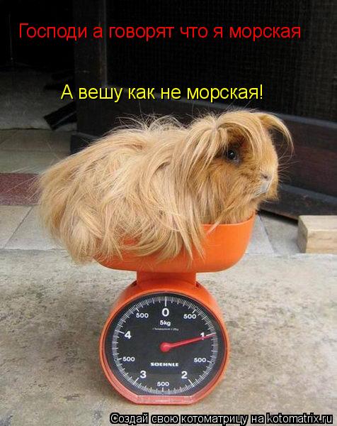 Господи а говорят что я морская А вешу как не морская!... Котоматрица: Господи а говорят что я морская А вешу как не морская!