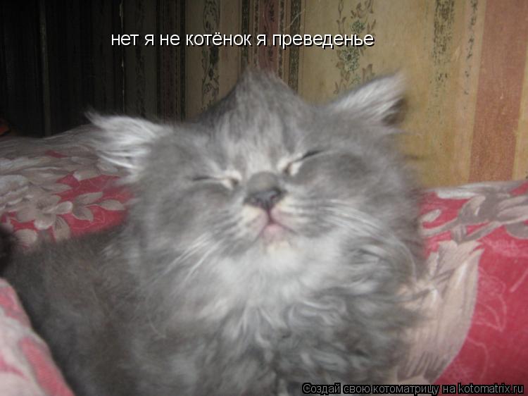 нет я не котёнок я преведенье... Котоматрица: нет я не котёнок я преведенье