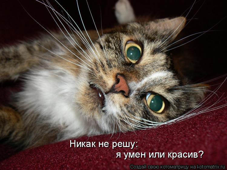 Никак не решу: я умен или красив?... Котоматрица: Никак не решу: я умен или красив?