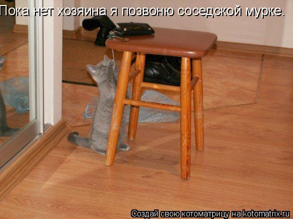 Пока нет хозяина я позвоню соседской мурке.... Котоматрица: Пока нет хозяина я позвоню соседской мурке.