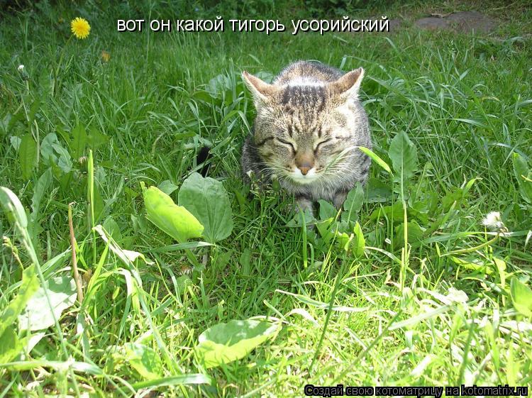 вот он какой тигорь усорийский... Котоматрица: вот он какой тигорь усорийский