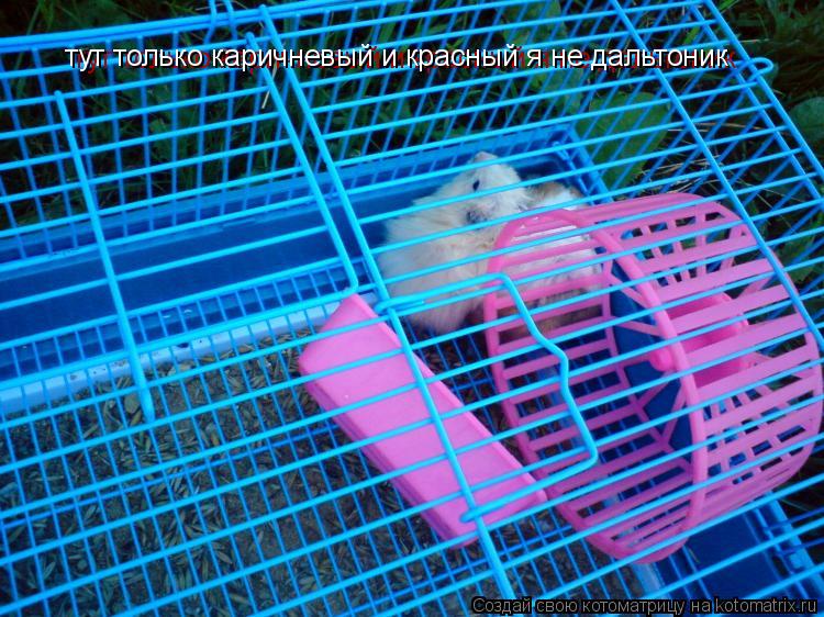 тут только каричневый и красный я не дальтоник тут только каричневый и красный я не дальтоник... Котоматрица: тут только каричневый и красный я не дальтоник тут только каричневый и красный я не дальтоник