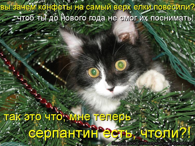 чтоб ты до нового года не смог их поснимать! так это что, мне теперь серпантин есть, чтоли?! вы зачем... Котоматрица: чтоб ты до нового года не смог их поснимать! так это что, мне теперь серпантин есть, чтоли?! вы зачем конфеты на самый верх елки повесили?