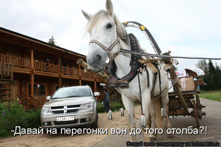 -Давай на перегонки вон до того столба?!... Котоматрица: -Давай на перегонки вон до того столба?!
