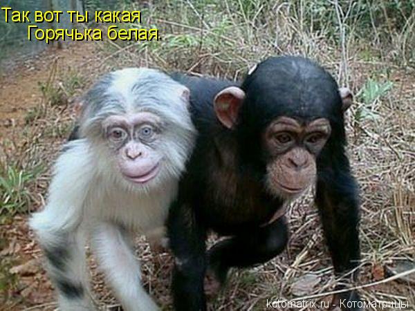 Так вот ты какая Горячька белая .... Котоматрица: Так вот ты какая Горячька белая .