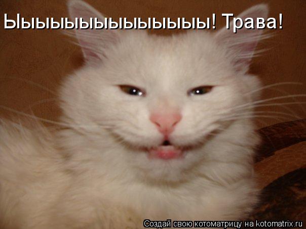 Ыыыыыыыыыыыыыы! Трава!... Котоматрица: Ыыыыыыыыыыыыыы! Трава!
