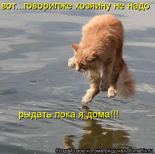 вот...говорилже хозяину не надо рыдать пока я дома!!!... Котоматрица: вот...говорилже хозяину не надо рыдать пока я дома!!!
