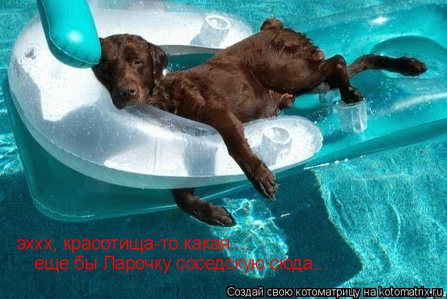 Котоматрица: эххх, красотища-то какая.... еще бы Ларочку соседскую сюда...