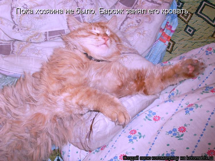 Пока хозяина не было, Барсик занял его кровать.... Котоматрица: Пока хозяина не было, Барсик занял его кровать.
