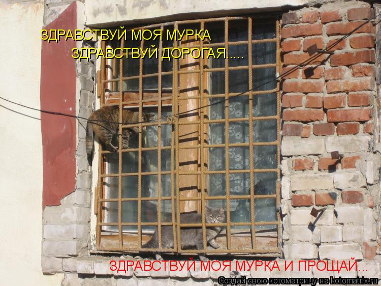 ЗДРАВСТВУЙ МОЯ МУРКА ЗДРАВСТВУЙ ДОРОГАЯ..... ЗДРАВСТВУЙ МОЯ МУРКА И ПРОЩАЙ...... Котоматрица: ЗДРАВСТВУЙ МОЯ МУРКА ЗДРАВСТВУЙ ДОРОГАЯ..... ЗДРАВСТВУЙ МОЯ МУРКА И ПРОЩАЙ...