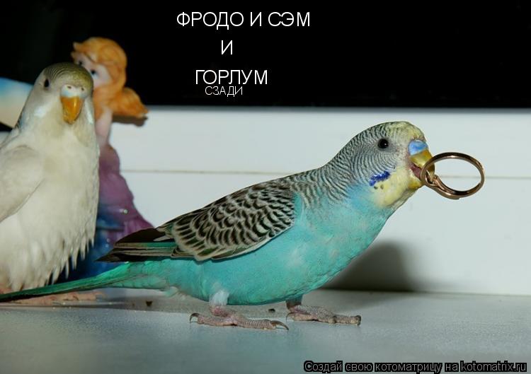 ФРОДО И СЭМ ГОРЛУМ И СЗАДИ... Котоматрица: ФРОДО И СЭМ ГОРЛУМ И СЗАДИ