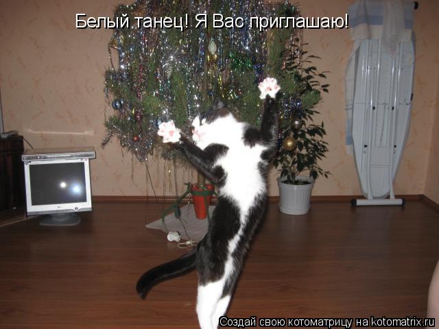 Белый танец! Я Вас приглашаю!... Котоматрица: Белый танец! Я Вас приглашаю!
