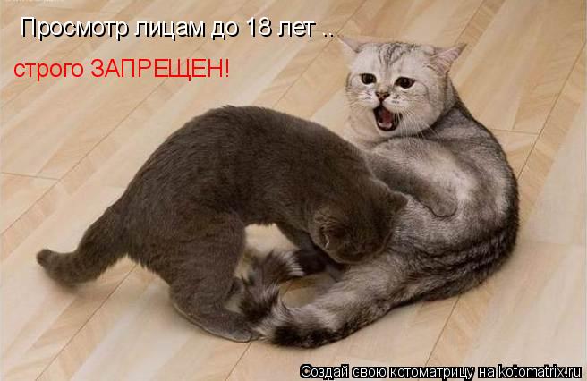 Просмотр лицам до 18 лет .. строго ЗАПРЕЩЕН!... Котоматрица: Просмотр лицам до 18 лет .. строго ЗАПРЕЩЕН!