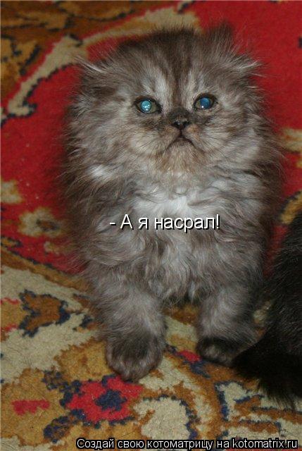 - А я насрал!... Котоматрица: - А я насрал!