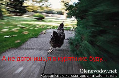 А не догонишь,я в курятнике буду...... Котоматрица: А не догонишь,я в курятнике буду...