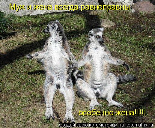 Муж и жена всегда равноправны особенно жена!!!!!... Котоматрица: Муж и жена всегда равноправны особенно жена!!!!!
