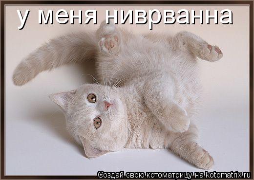 у меня ниврванна... Котоматрица: у меня ниврванна