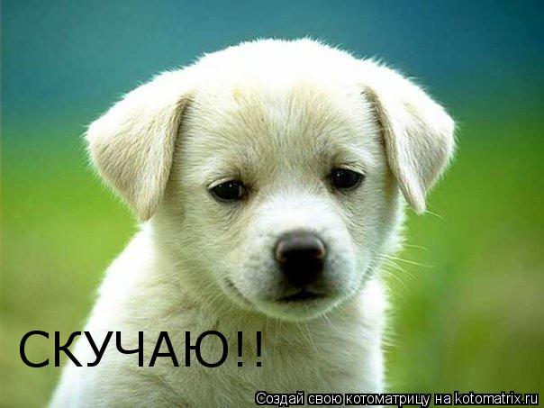 СКУЧАЮ!!... Котоматрица: СКУЧАЮ!!