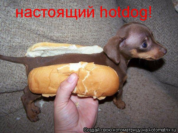 настоящий hotdog!... Котоматрица: настоящий hotdog!