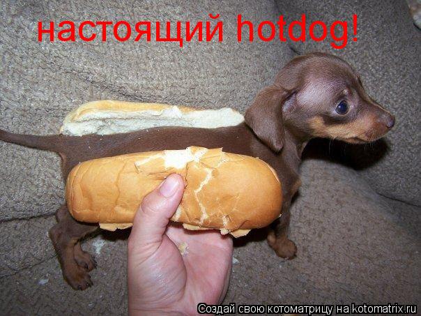 Котоматрица: настоящий hotdog!