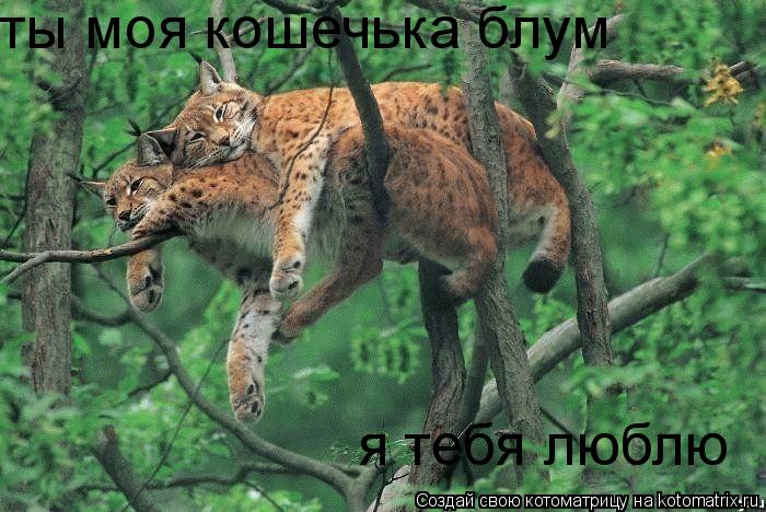 ты моя кошечька блум я тебя люблю... Котоматрица: ты моя кошечька блум я тебя люблю