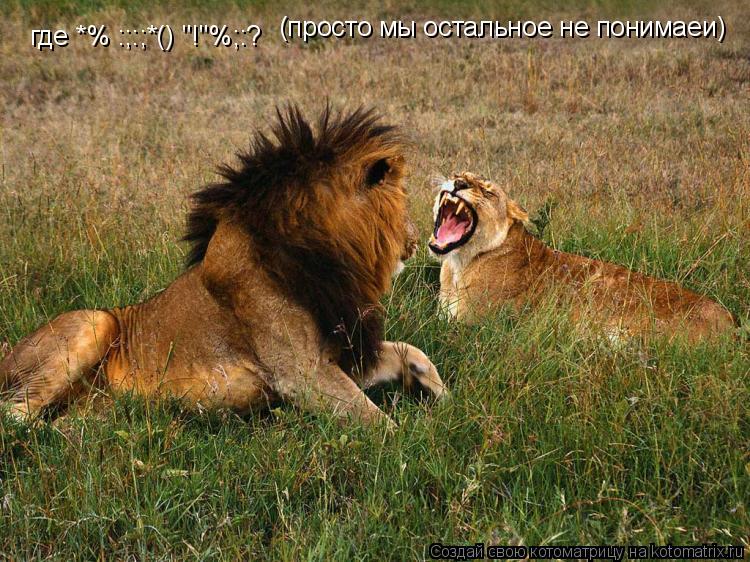 где *%№:;:;*()№"!"%;:? (просто мы остальное не понимаеи)... Котоматрица: где *%№:;:;*()№"!"%;:? (просто мы остальное не понимаеи)