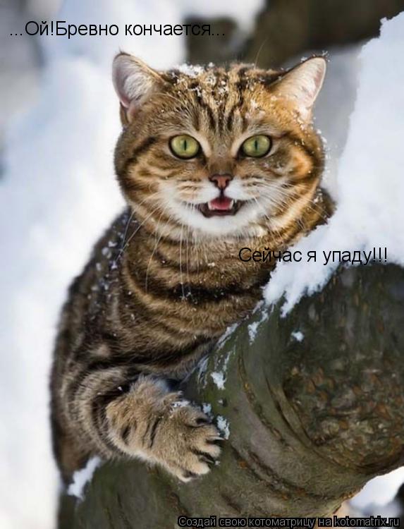 ...Ой!Бревно кончается... Сейчас я упаду!!!... Котоматрица: ...Ой!Бревно кончается... Сейчас я упаду!!!