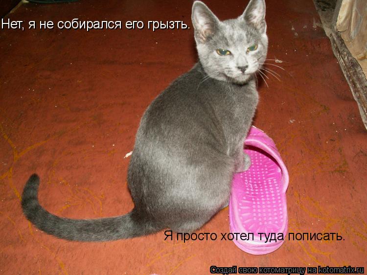 Нет, я не собирался его грызть. Я просто хотел туда пописать.... Котоматрица: Нет, я не собирался его грызть. Я просто хотел туда пописать.