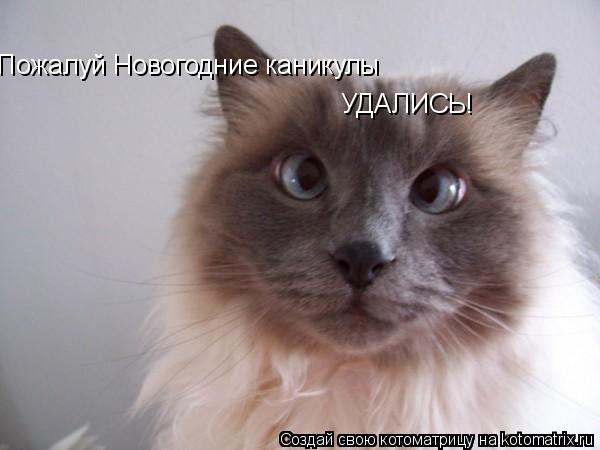 Пожалуй Новогодние каникулы УДАЛИСЬ!... Котоматрица: Пожалуй Новогодние каникулы УДАЛИСЬ!