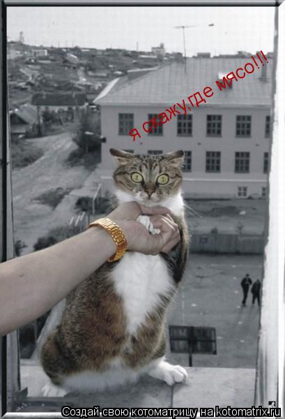 я скажу,где мясо!!!... Котоматрица: я скажу,где мясо!!!
