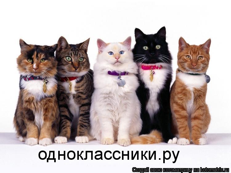 одноклассники.ру... Котоматрица: одноклассники.ру