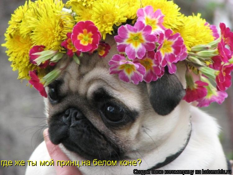 где же ты мой принц,на белом коне?... Котоматрица: где же ты мой принц,на белом коне?