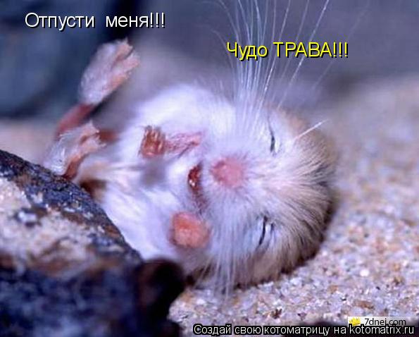 Отпусти меня!!! Чудо ТРАВА!!!... Котоматрица: Отпусти меня!!! Чудо ТРАВА!!!