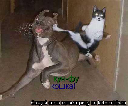 кун-фу кошка!... Котоматрица: кун-фу кошка!