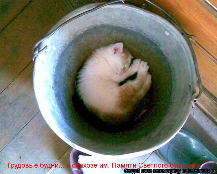 Трудовые будни... в совхозе им. Памяти Светлого будущего...... Котоматрица: Трудовые будни... в совхозе им. Памяти Светлого будущего...