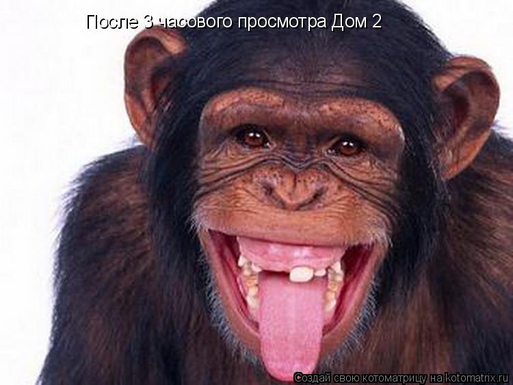 После 3 часового просмотра Дом 2... Котоматрица: После 3 часового просмотра Дом 2