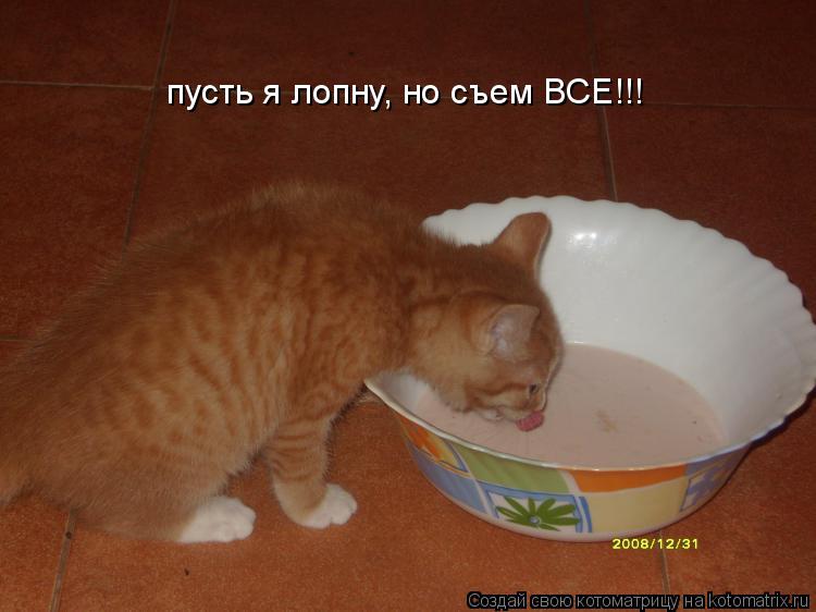 пусть я лопну, но съем ВСЕ!!!... Котоматрица: пусть я лопну, но съем ВСЕ!!!