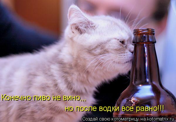 Конечно пиво не вино,,, но после водки все равно!!!... Котоматрица: Конечно пиво не вино,,, но после водки все равно!!!