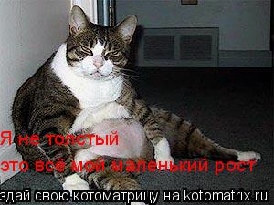 Я не толстый это всё мой маленький рост... Котоматрица: Я не толстый это всё мой маленький рост